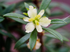 Micrantheum hexandrum