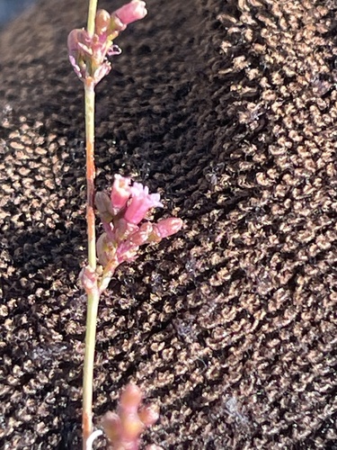 Slender spiderling (Boerhavia triquetra)
