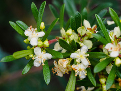 Micrantheum hexandrum