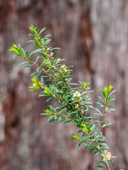 Micrantheum hexandrum