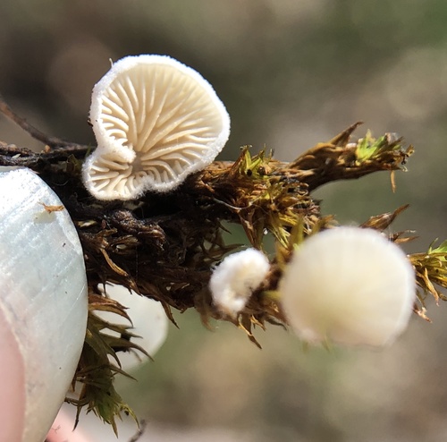 iNaturalist observation photo of Basidiomycete Fungi