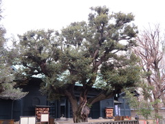 Castanopsis sieboldii