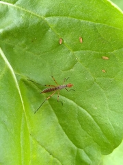 Micropeza stigmatica