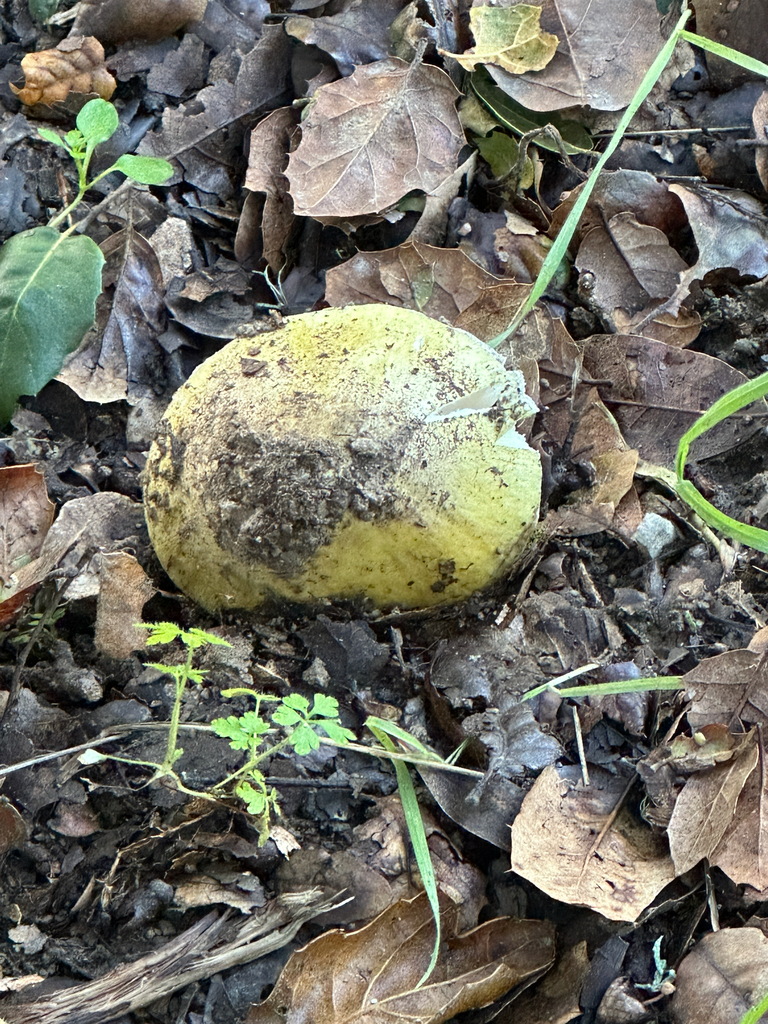 Amanita phalloides · December 2025 · photo: © gretchenparadis (iNaturalist, cc-by-nc)