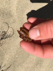 Pericoptus truncatus