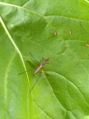 Micropeza stigmatica