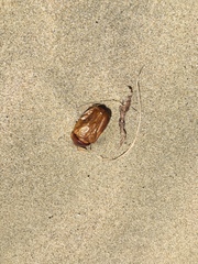 Pericoptus truncatus