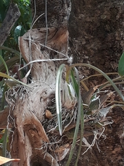 Encyclia trachycarpa