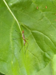 Micropeza stigmatica