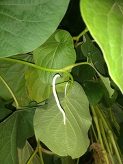 Root Beer Plant