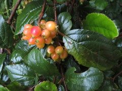 Viburnum taitoense