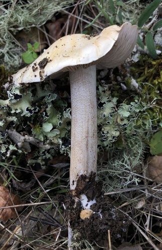 iNaturalist observation photo of Hebeloma velutipes