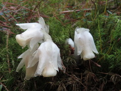 Monotropastrum humile glaberrimum