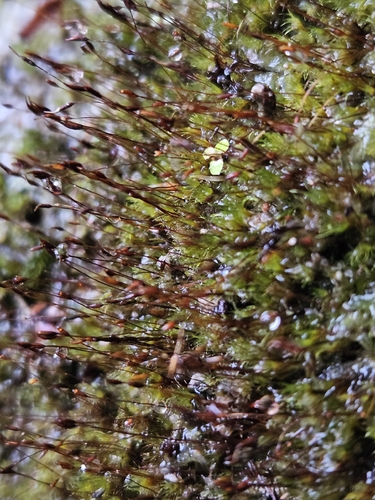 Ditrichum heteromallum observed 2025-12-22