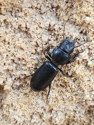 Distichus planus