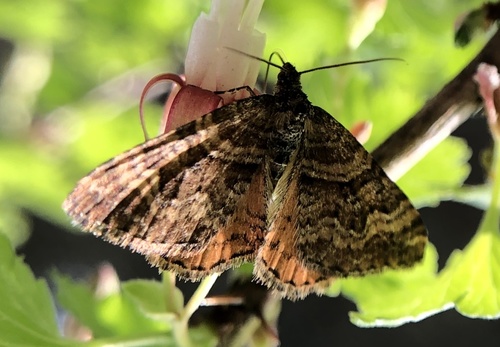 iNaturalist observation photo of Orange-winged Carpet