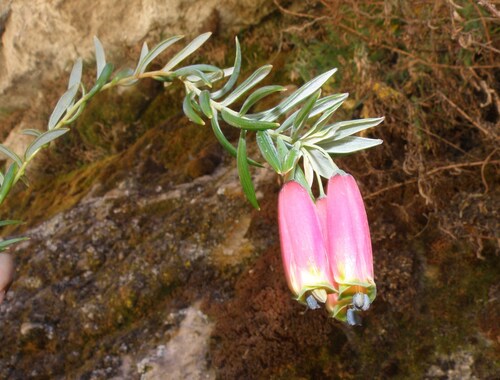 Bomarea dulcis