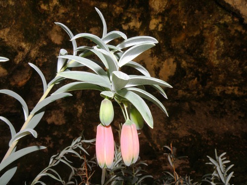 Bomarea dulcis, photograph 2