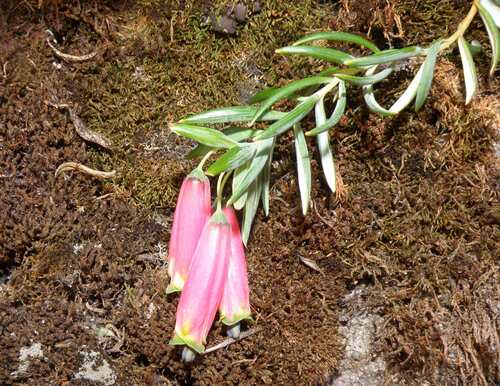 Bomarea dulcis, photograph 3