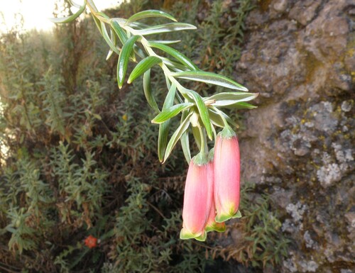 Bomarea dulcis, photograph 4