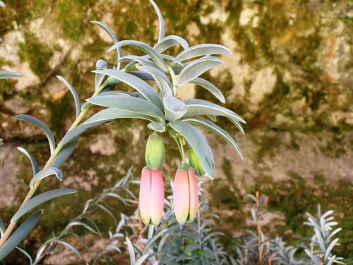 Bomarea dulcis, photograph 1