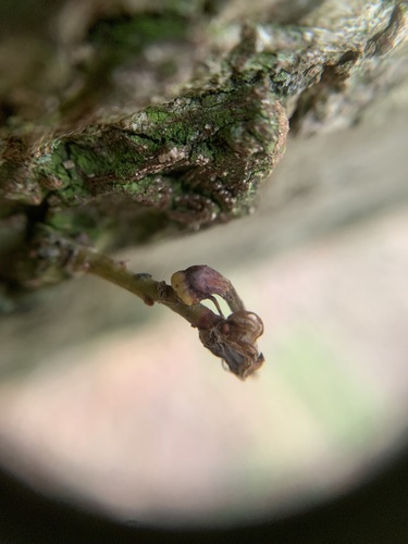Ram's Horn Gall Wasp, Netherlands, photo 10 of 10