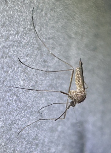 Unknown species found near Westwood Ct, Allen, TX, US