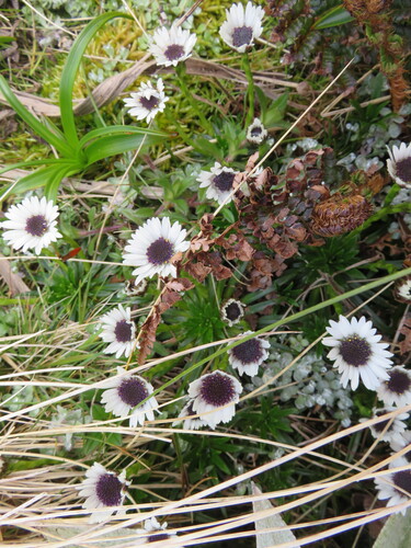 Damnamenia vernicosa, 2025-12-24