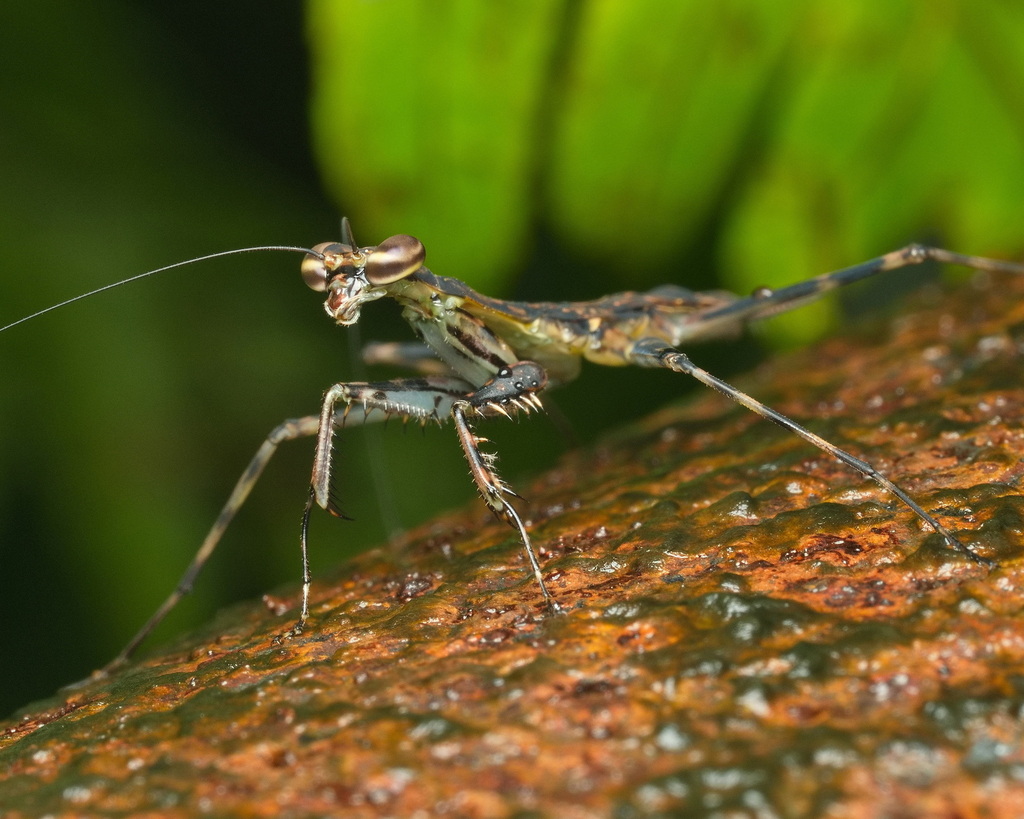 Liturgusa dominica