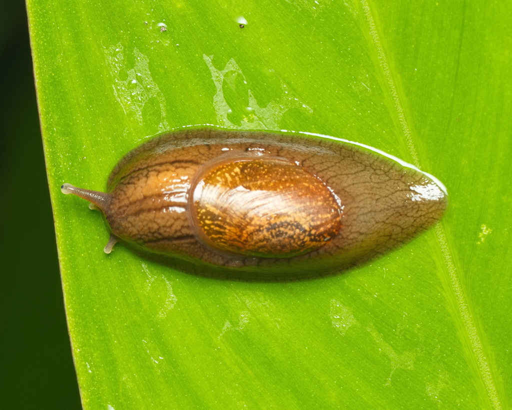 Omalonyx unguis