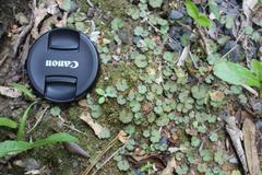 Hydrocotyle moschata moschata