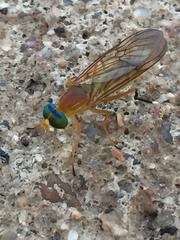 Ptecticus testaceus