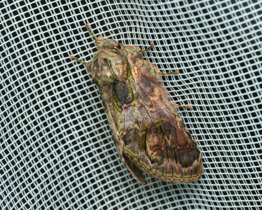 Skaphita bruni
