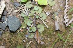 Hydrocotyle moschata moschata