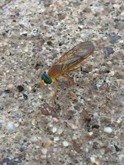 Ptecticus testaceus