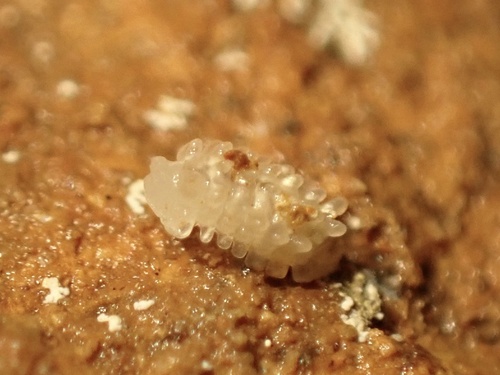 Buddelundiella zimmeri