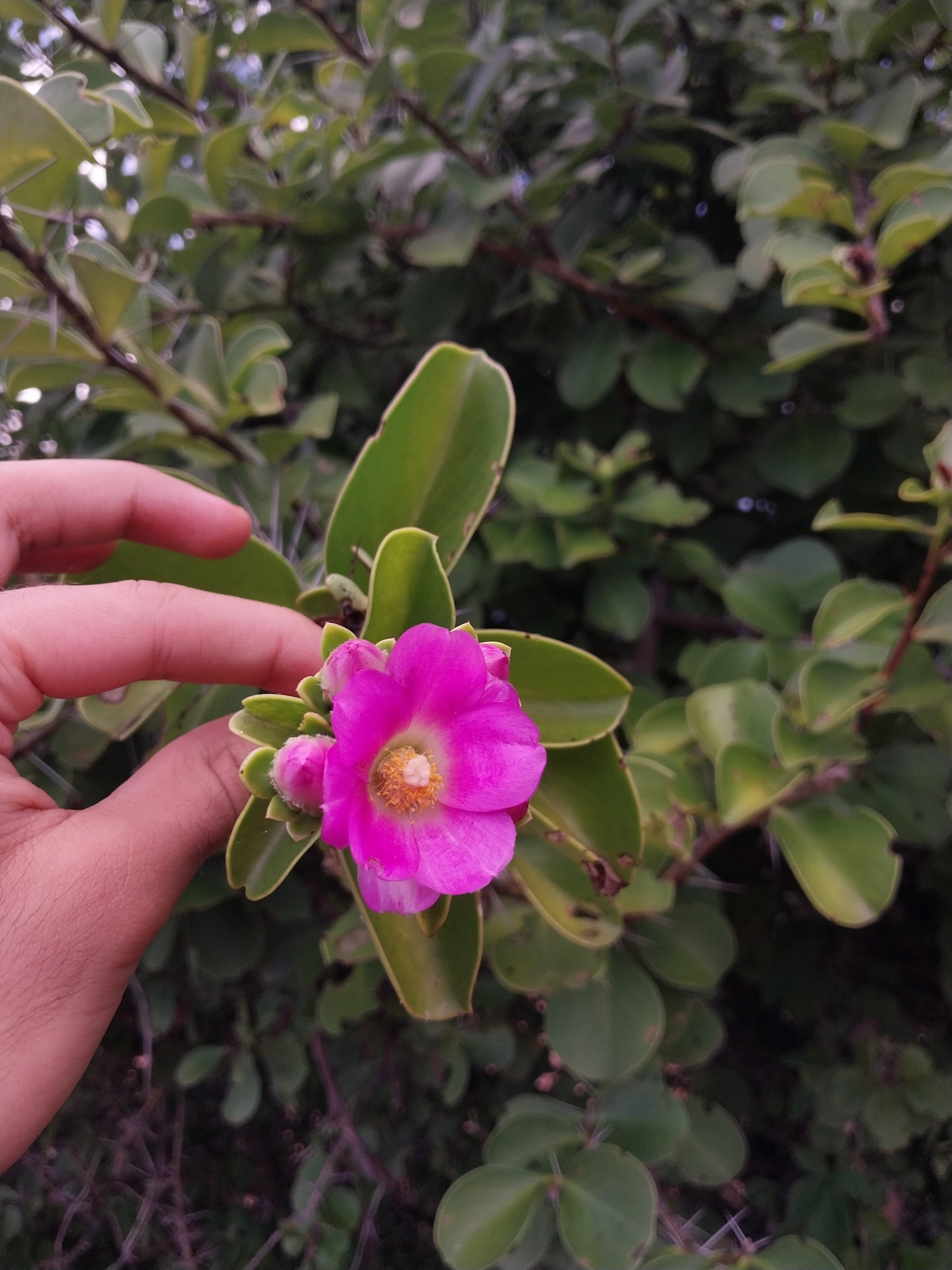 Pereskia bahiensis