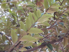 Castanopsis sieboldii