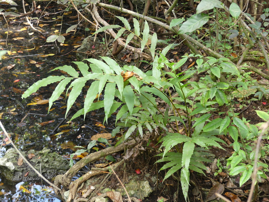 Lattice-vein fern from Miami-Dade County, FL, USA on January 14, 2020 ...