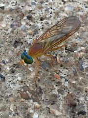 Ptecticus testaceus