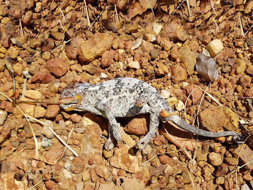 Flap-necked Chameleon