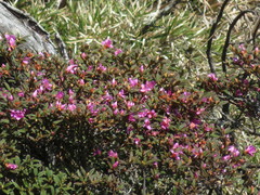 Rhododendron rubropilosum