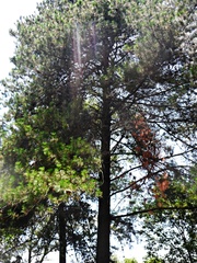 Pinus greggii