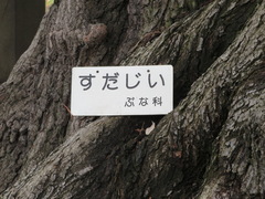 Castanopsis sieboldii