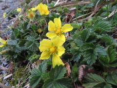 Potentilla matsumurae
