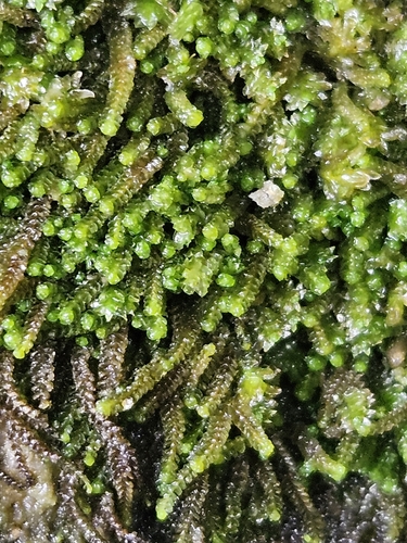 Atlantic Pawwort (Orthocaulis atlanticus)