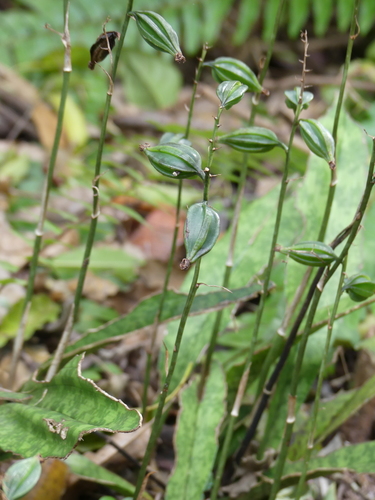 Monk Orchid