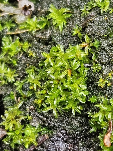Leptodontium flexifolium observed 2025-12-22