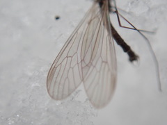 Trichocera salmani