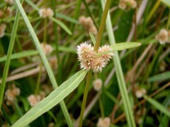 Alternanthera nahui